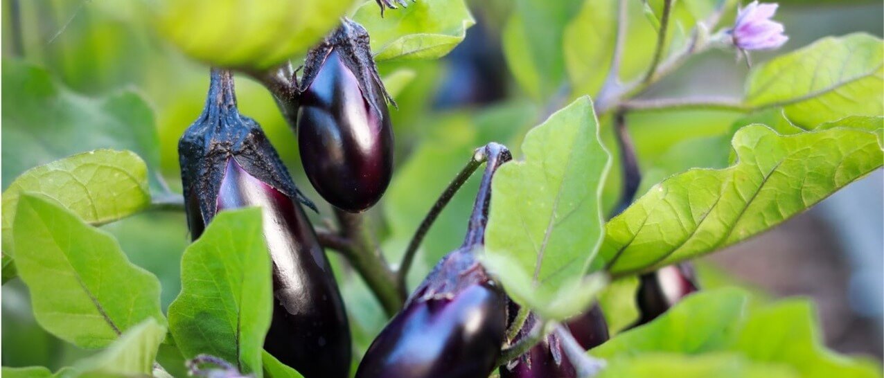 Aubergine growing on a bush with green leaves and purple flowers.
