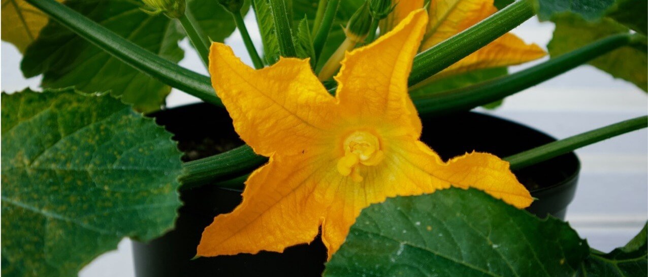 A courgette plant growing in a pot. It a long green stems and leaves, with a bright yellow flower.