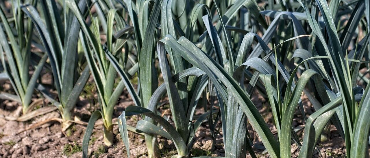 Leeks growing in a field, long green leaves above the soil.