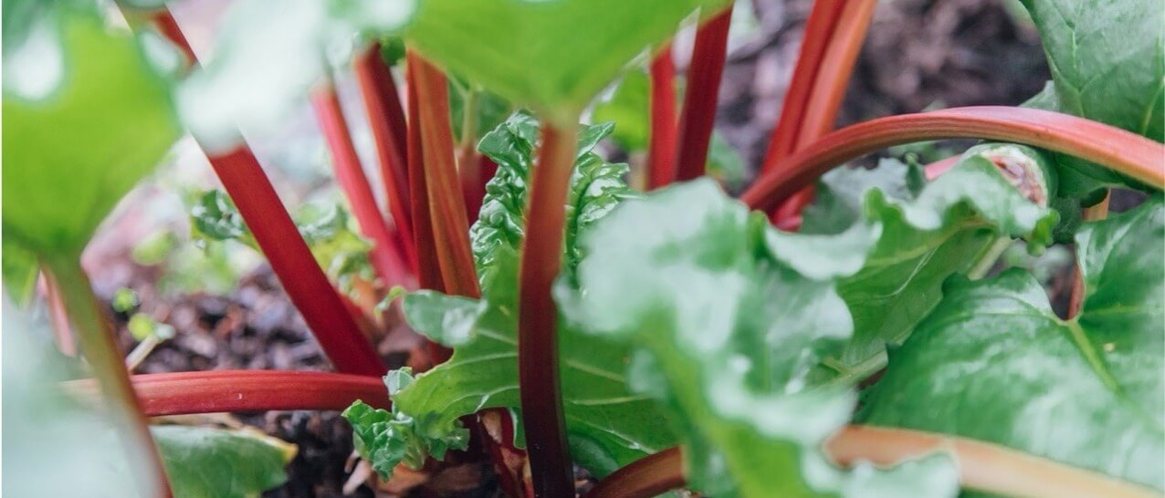 Rhubarb growing with reddish pink stalks and large green leaves.
