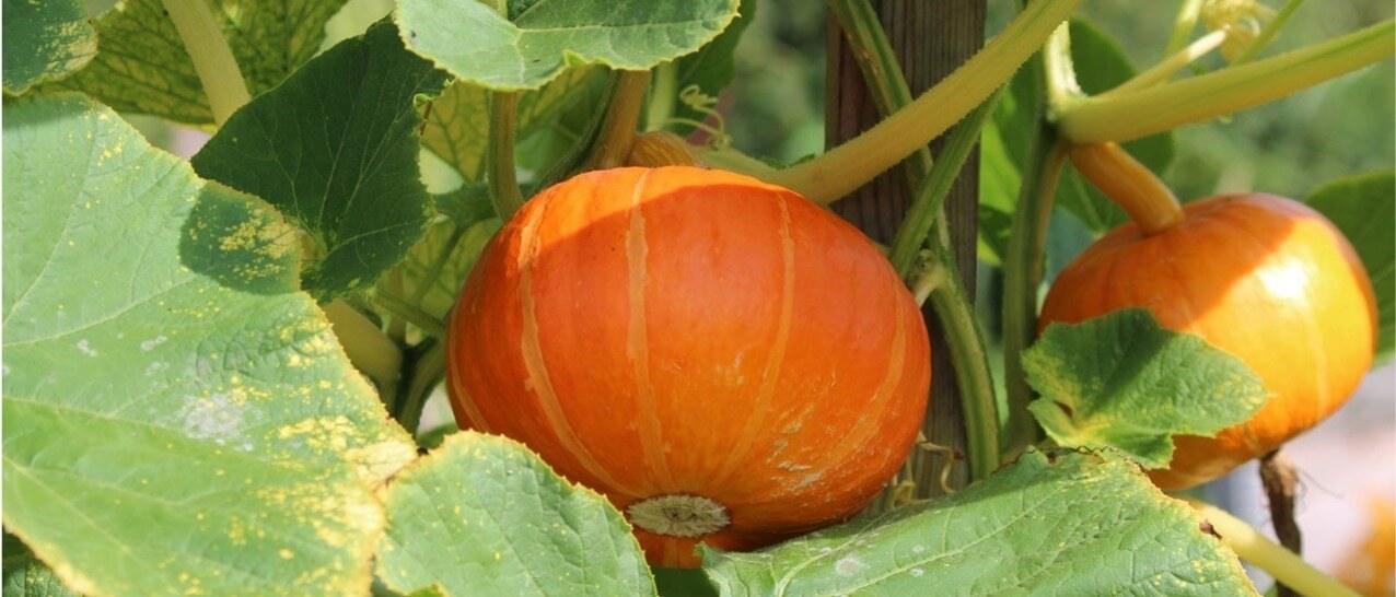 Round, orange pumpkin growing on a green vine.